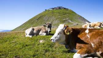 Cows on the Faulhorn